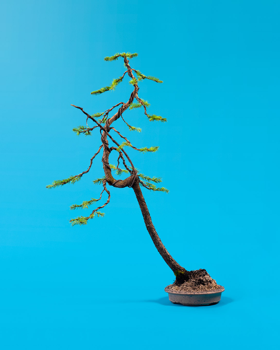 nursery_stock_bonsai